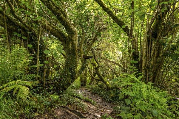 Hiking trail through a primeval forest with lush vegetation on the Derrynane Loop Walking Trail,