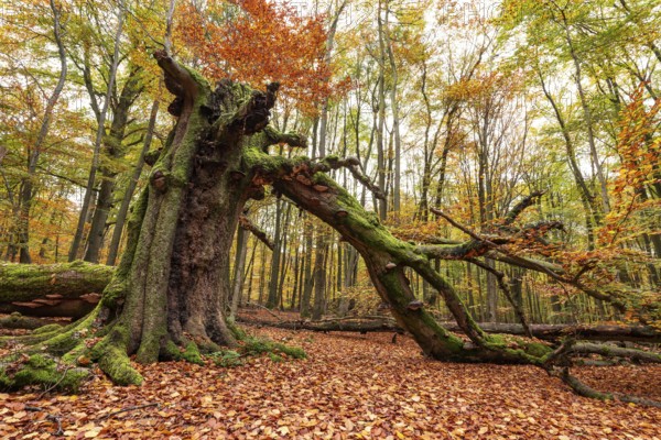 Autumnal forest scene with a trunk of an ancient, dead and bent tree covered with moss and tree
