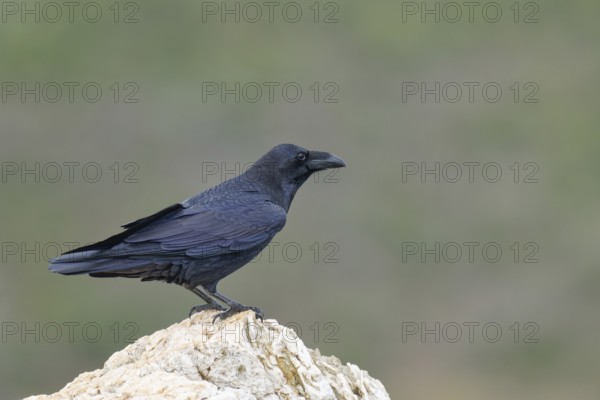 Raven (Corvus corax) on a rock, Extremadura, Spain
