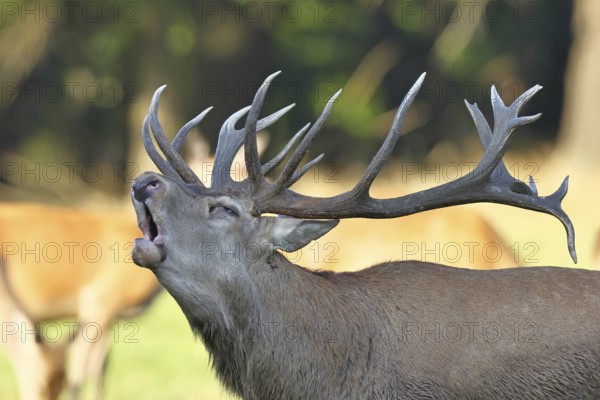 Red deer (Cervus elaphus) during the rutting season, a large stag roaring in a forest clearing,