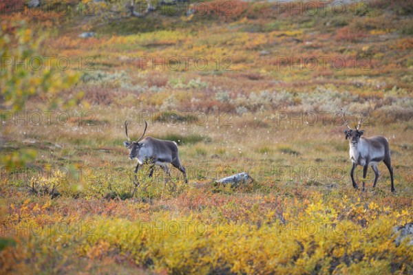 Reindeer herd at Abisko National Park in the colourful autumn of Lapland below Lapporten,