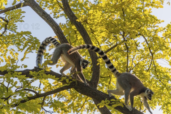 A ring-tailed lemur (Lemur catta) runs across a branch high up in a tree against the light on a