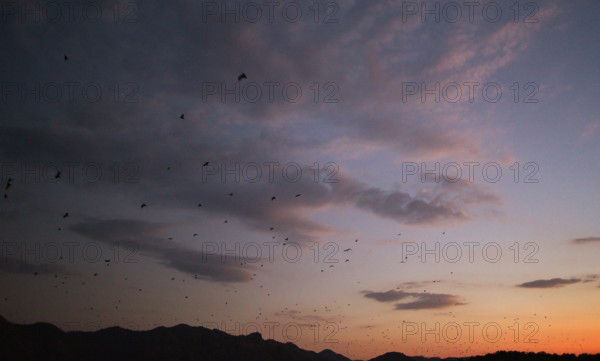 Flying foxes (Pteropodidae), Kalong Mangrove Island, Komodo National Park, Indonesia, Southeast