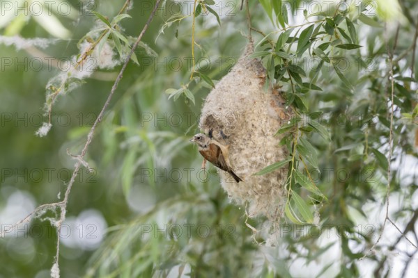 Penduline Tit (Remiz pendulinus), at the nest, feeding young bird in the nest, Danube Delta,