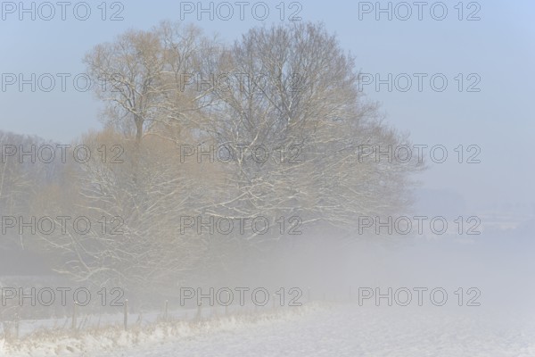 Winterlandschaft, Bodennebel steigt vor schneebedeckten Bäumen auf, blauer Himmel,