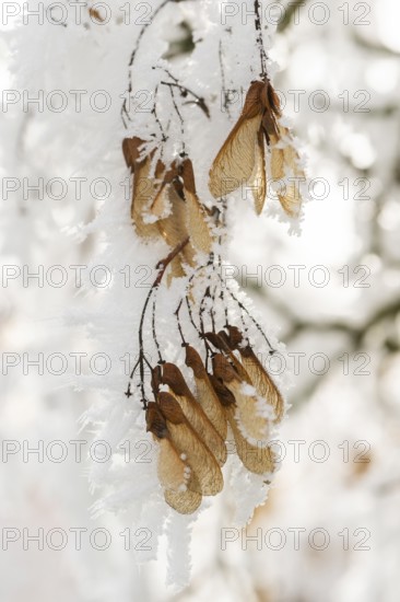 Ice crystals from roarfrost on Amur maple (Acer tataricum subsp. ginnala) seeds at sunshine in