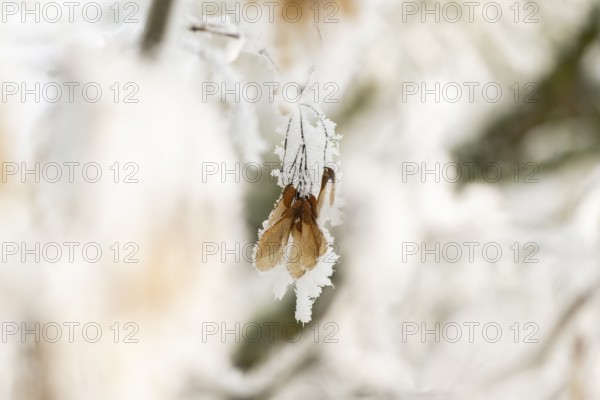 Ice crystals from roarfrost on Amur maple (Acer tataricum subsp. ginnala) seeds at sunshine in