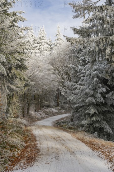 Forest road going through a mixed forest white from roarfrost on a sunny day in winter, Bavaria,