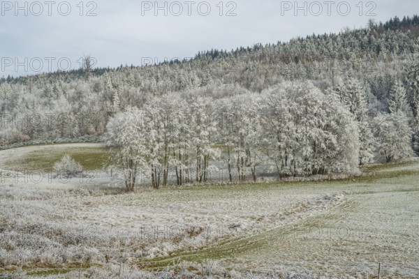 Meadow in a valley surrounded by a mixed forest with norway spruce (Picea abies) and European beech
