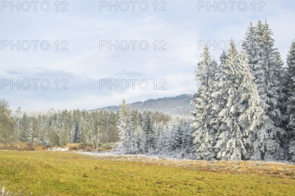 Meadow in a valley surrounded by a mixed forest with norway spruce (Picea abies) and European beech