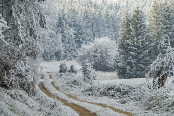 Forest road going through a beautiful landscape with forest, meadows and bushes, white from