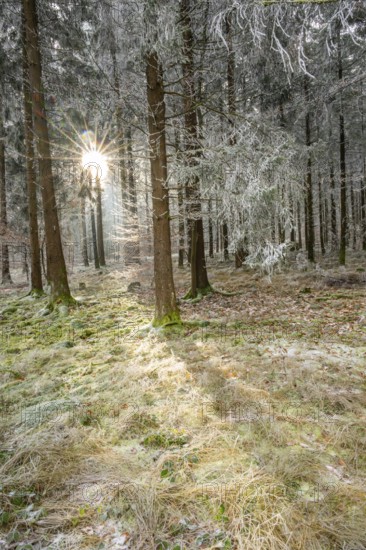 Mixed forest with norway spruce (Picea abies) and European beech (Fagus sylvatica) white from