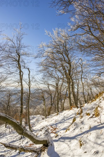 European beech (Fagus sylvatica) trees in a forest with hoarfrost on the branches in winter, Vápec,