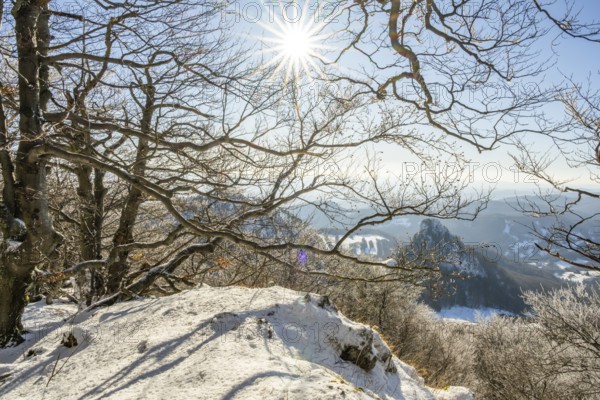 European beech (Fagus sylvatica) trees in a forest with hoarfrost on the branches in winter, Vápec,