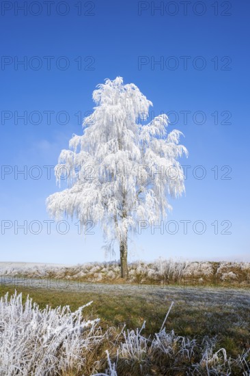 Silver birch (Betula pendula) standing on a meadow with hoarfrost on the branches in front of blue