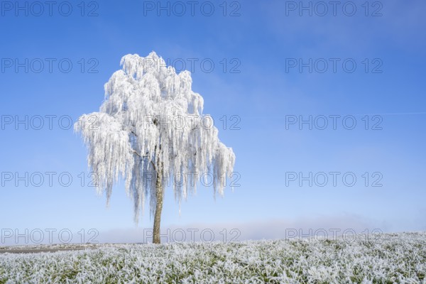 Silver birch (Betula pendula) standing on a meadow with hoarfrost on the branches in front of blue