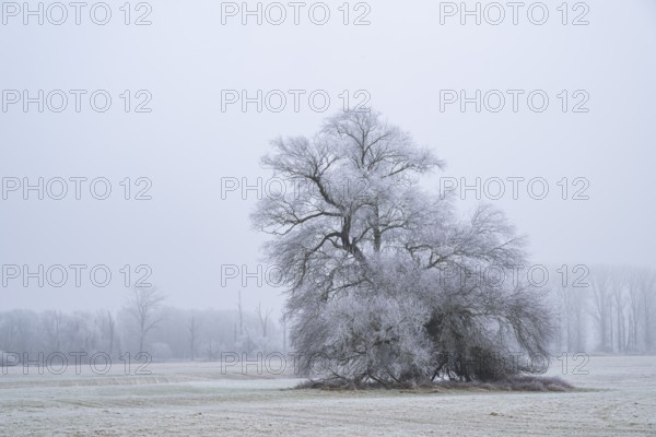 Eastern crack-willow (Salix euxina) standing on a meadow with hoarfrost on the branches in winter,