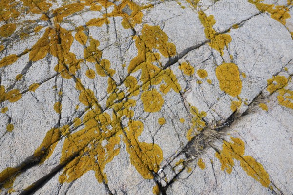 Yellowish lichen on a furrowed granite rock, Resö Island, Bohuslän, Skagerrak, Sotenäs, Västra