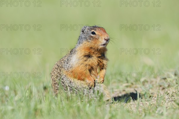 Columbia ground squirrel (Urocitellus columbianus, Spermophilus columbianus), Jasper National Park,
