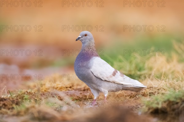 Rock dove (Columba livia) on a farmers field, Belchite, Aragon, Saragossa, Spain