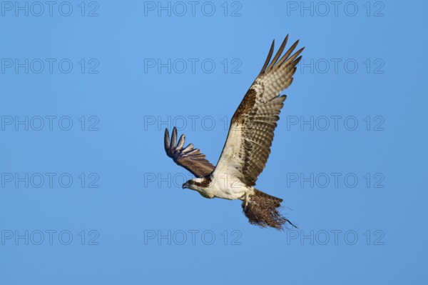 Osprey flying with outstretched wings under a clear sky, Osprey (Pandion haliaetus), Flamingo,