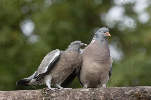 Wood pigeon (Columba palumbus) juvenile baby squab bird begging for food from an adult parent bird