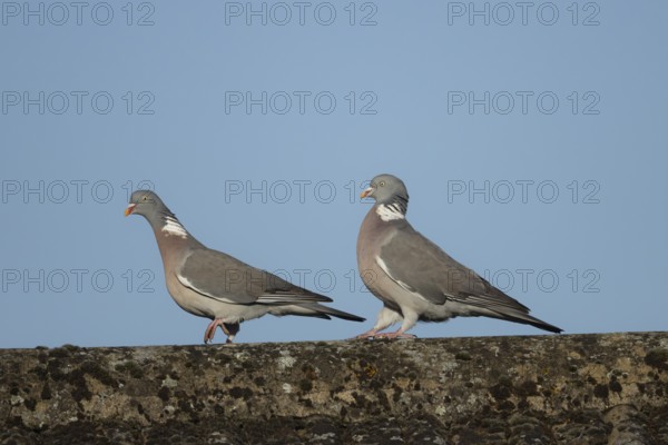 Wood pigeon (Columba palumbus) two adult birds performing their love courtship display on an urban