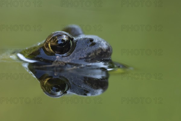 Common frog (Rana temporaria) adult amphibian on the water surface of a garden pond, England,
