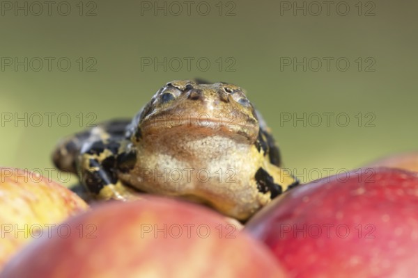 Common frog (Rana temporaria) adult amphibian on a fallen apple in a garden, England, United