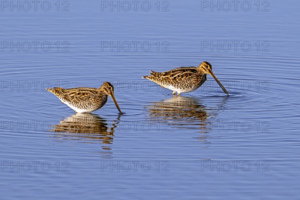 Two common snipes (Gallinago gallinago) foraging in shallow water by probing soft mud in pond in