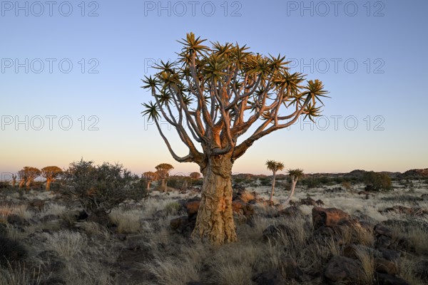 Quiver tree (Aloe dichotoma) in the morning light, quiver tree forest near Keetmanshoop, Karas