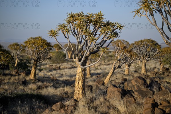 Quiver trees (Aloe dichotoma), quiver tree forest near Keetmanshoop, Karas Region, Namibia