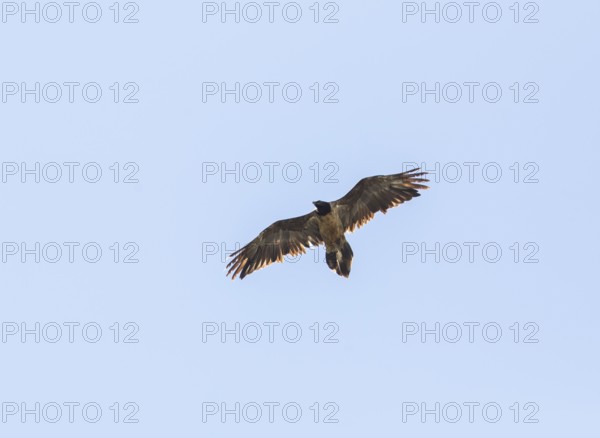 Bearded vulture (Gypaetus barbatus), Berchtesgaden, Alps, Bavaria, Germany