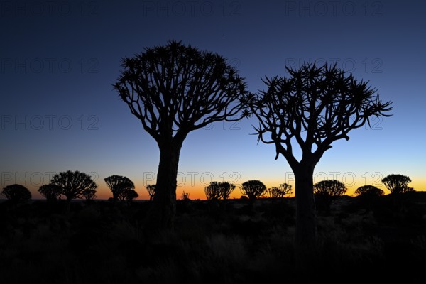Quiver trees (Aloe dichotoma), blue hour, quiver tree forest near Keetmanshoop, Karas Region,