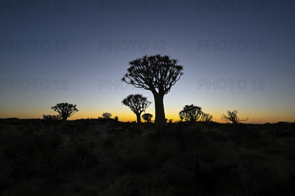 Quiver trees (Aloe dichotoma) in first daylight, quiver tree forest near Keetmanshoop, Karas