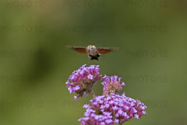 Butterfly, pigeon tail (Macroglossum stellatarum), also known as hummingbird butterfly or