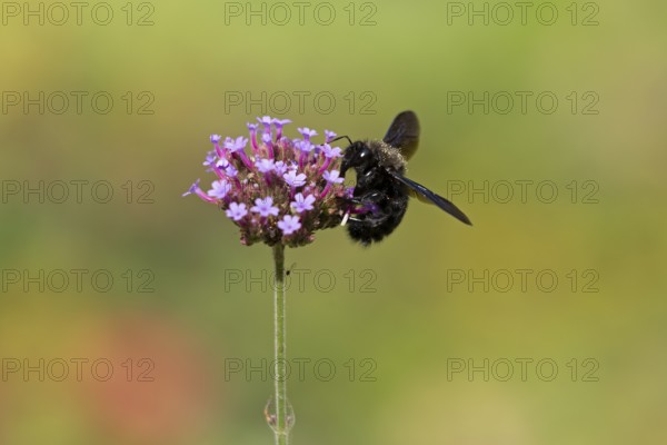 Wood bee (Xylocopa), Purpletop vervain (Verbena bonariensis), Burgstemmen, Nordstemmen, Lower