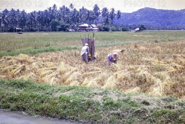 Rice cultivation paddy fields rural farming agriculture countryside area, Penang, Penang Island,