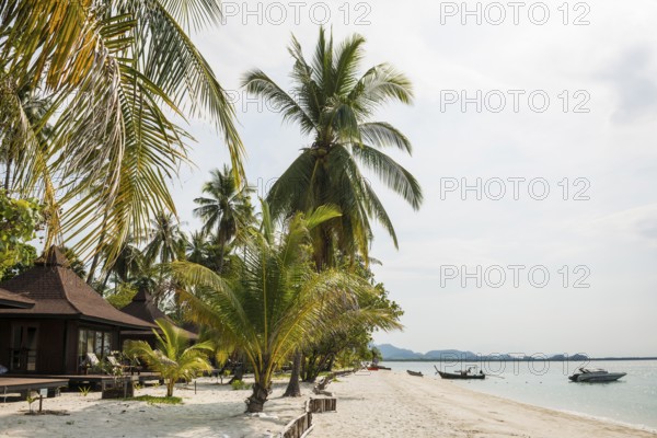 White sandy beach and coconut palms, Pearl Beach, Koh Mook, Trang Province, Southern Thailand,