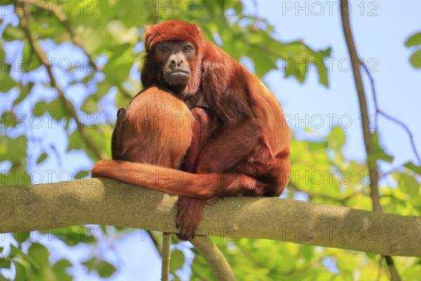 Venezuelan red howler (Alouatta seniculus), adult, female, juvenile, on tree, resting, South