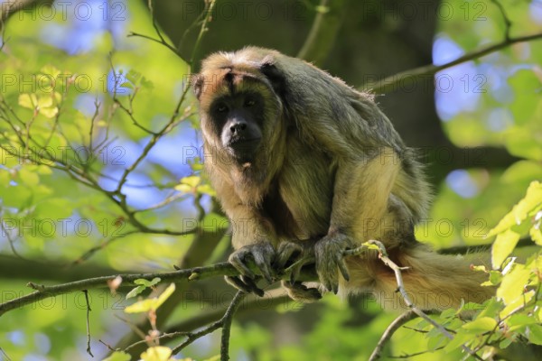 Black howler (Alouatta caraya), adult, female, on tree, alert, South America