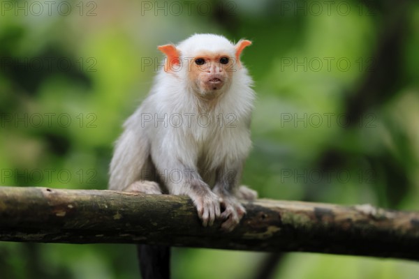 Silver marmoset (Mico argentatus, Syn.: Callithrix argentata), silver marmoset, adult, sitting on