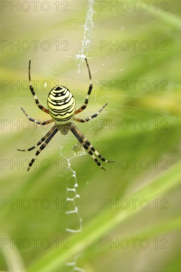 Wasp spider, summer, Saxony, Germany