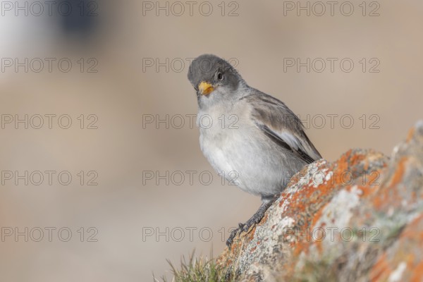 A young white snowfinch (Montifringilla nivalis) with grey feathers and a bright orange beak sits