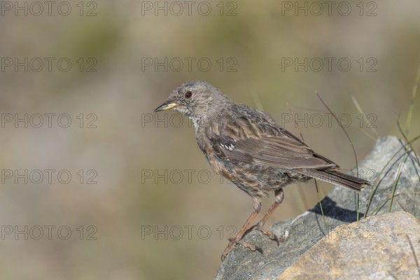 An Alpine Accentor (Prunella collaris) stands on a rocky surface beneath clear ski slopes. Its