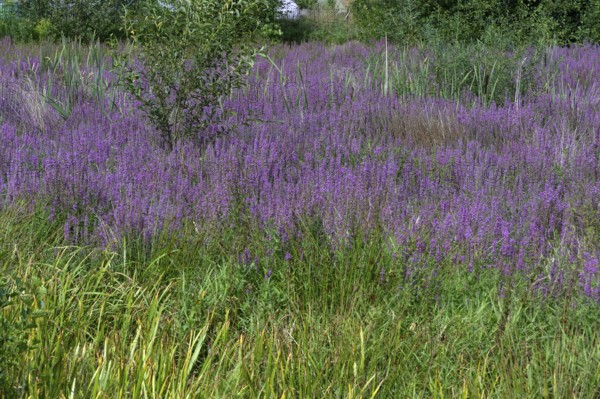 Purple loosestrife (Lythrum salicaria) in a dry carp pond, Eckental, Middle Franconia, Bavaria,