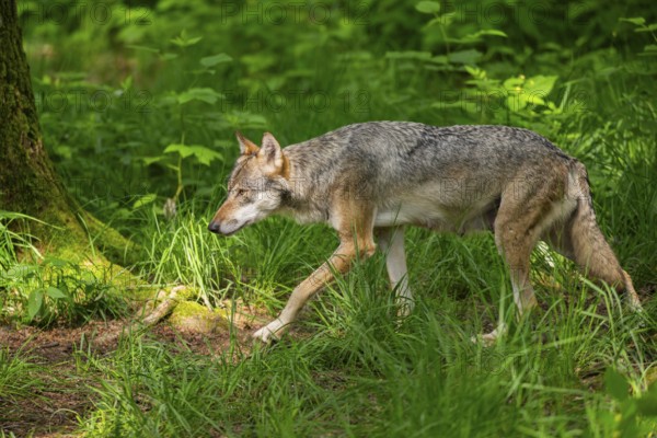 Eurasian wolves (Canis lupus lupus), walking in the forest, Hesse, Germany