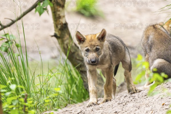 Eurasian wolf (Canis lupus lupus) cubs (youngster) on a little sand hill in the forest, Hesse,