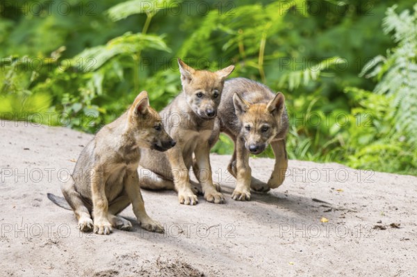 Eurasian wolf (Canis lupus lupus) cubs (youngster) on a little sand hill in the forest, Hesse,