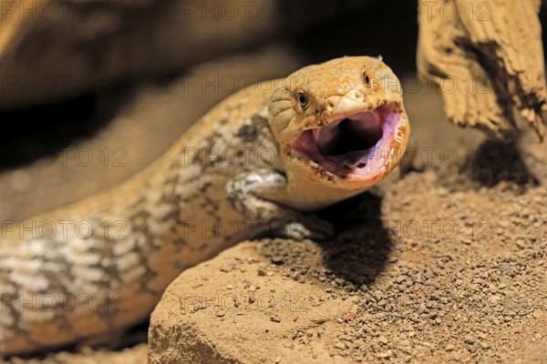 Blue-tongued skink (Tiliqua scincoides), adult, on ground, threatening, portrait, Australia,